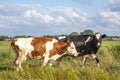 Joyful cows walking and hopping through the meadow, happy and playful on a sunny day Royalty Free Stock Photo