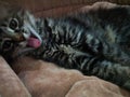 joyful cute kitten shows tongue.
