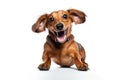 Joyful Dachshund Dog Isolated On Transparent Background, Posing Playfully And Smiling