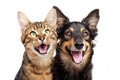 Joyful Dog And Cat Together, Standing On A Clear Background Standard Royalty Free Stock Photo