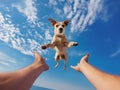 Joyful Dog Leaping into Owners Hands Against Sky