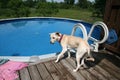 Playful Dog Outdoor at the Pool Enjoys Sunny Summer day, Happy Playtime and Having Fun on the Deck.