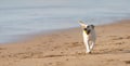 A Joyful Dog Running Along the Sandy Shores, Chasing a Ball of Happiness Royalty Free Stock Photo