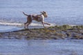 Joyful dog running towards the ocean along the surface of emerging tidal pool