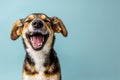 Joyful Dog Smiling Against a Blue Background Royalty Free Stock Photo