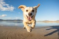 A joyful dog sprinting on the beach, offering plenty of space for text or design elements Royalty Free Stock Photo