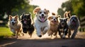 joyful dogs having fun Royalty Free Stock Photo