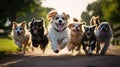 joyful dogs having fun