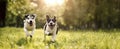 The joyful dogs running together in a sunlit grassy field..AI generated image Royalty Free Stock Photo