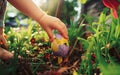 Joyful Easter Egg Hunt in Colorful Garden. A child& x27;s hand picks up a Easter Eggs in the garden. Royalty Free Stock Photo