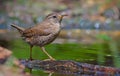 Happy Eurasian wren sits near a water edge with always lifted tail Royalty Free Stock Photo