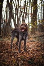 Joyful expression of a Czech hunting dog waiting to be unleashed from its chain. Candid portrait of Bohemian Wire-haired Pointing Royalty Free Stock Photo