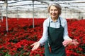 Joyful female florist on plantation of poinsettia Royalty Free Stock Photo