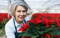 Joyful female florist with poinsettia Royalty Free Stock Photo