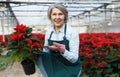 Joyful female florist with poinsettia Royalty Free Stock Photo