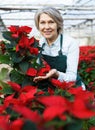 Joyful female florist with poinsettia Royalty Free Stock Photo