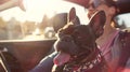 Joyful French Bulldog enjoying a car ride with owner. Sunset drive with a pet. Lifestyle, leisure and travel with Royalty Free Stock Photo