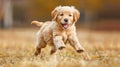 Joyful Golden Retriever Puppy Galloping in Sun-Kissed Fields - Pure Bliss Generative AI