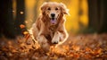 Joyful golden retriever running in the park in the evening, joyful spirit in the autumn, fallen leaves, generative ai