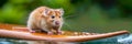 Joyful hamster joyfully surfing on a board radiating positivity and adorable charm