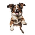 Joyful happy dog jumping into the air