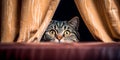 joyful image of a cat engaging in a game of hide-and-seek, peeking out from behind curtains or furniture International Royalty Free Stock Photo
