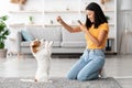 Joyful korean woman training her puppy, giving treats Royalty Free Stock Photo