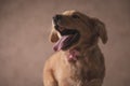 Joyful labrador retriever puppy with bowtie sticking out tongue Royalty Free Stock Photo