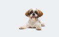 Portrait of cute joyful Shih Tzu dog lying on floor and looking at camera isolated over white studio background. Royalty Free Stock Photo
