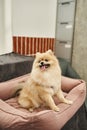 joyful and loveable pomeranian spitz sitting