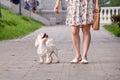 Joyful Maltese dog runs along the path in the park next to his owner Royalty Free Stock Photo