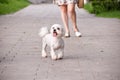 Joyful Maltese dog runs along the path in the park next to his owner Royalty Free Stock Photo