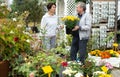 Joyful man and woman in casual clothes picking yellow Chrysanthemum flower in pots in greenhouse Royalty Free Stock Photo