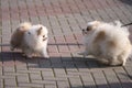 A joyful meeting of two furry spitz on a walk. Copy space