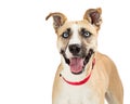 Joyful Mixed Breed Large Dog Happy Expression Royalty Free Stock Photo