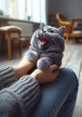 A joyful moment captured where a playful grey cat stands on a reclining man\'s stomach, inducing laughter on a sunny day