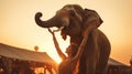 Joyful Moments, A Girl Enjoying Quality Time with Her Elephant. A sunset behind