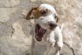 Joyful muzzle white with auburn puppy pointer