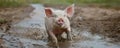 Joyful piglet running through mud