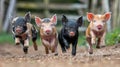 Joyful piglets gleefully frolicking in a muddy puddle, displaying playful and energetic behavior Royalty Free Stock Photo