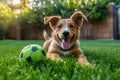 Joyful Puppy on Green Lawn with Colorful Ball - Close-up Pet Photography Outdoors Royalty Free Stock Photo
