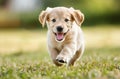 Joyful puppy running on grass