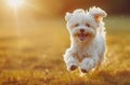 Joyful puppy running in a sunny field