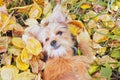 joyful red fluffy puppy lies among the autumn yellow-green leaves