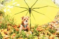 joyful red fluffy puppy under a bright yellow umbrella on yellow-green leaves and grass. Royalty Free Stock Photo