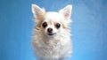 Joyful, satisfied and happy white fluffy Chihuahua dog wags tail and moves his ears isolated on blue background