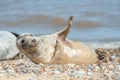 Joyful seal on a beach Royalty Free Stock Photo