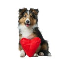 Happy Shetland Sheepdog Puppy Holding Red Heart Shaped Pillow