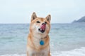 A joyful Shiba Inu licks its nose against a serene seaside backdrop.