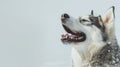 Siberian Husky joyful in snow